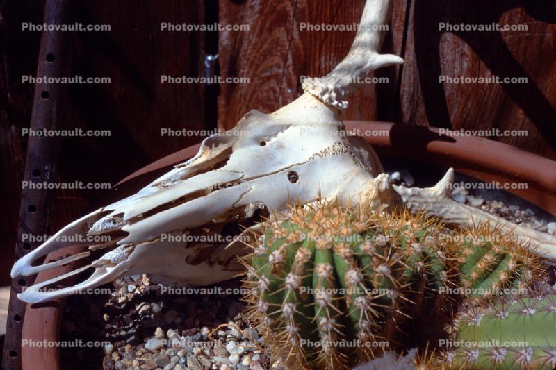 Cattle Skull, Cactus, Desert