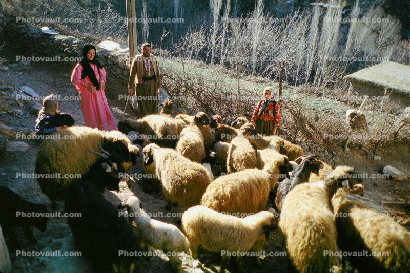Sheep and Women, Sheepherder