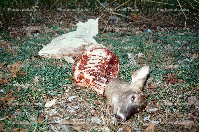eaten deer, carcass