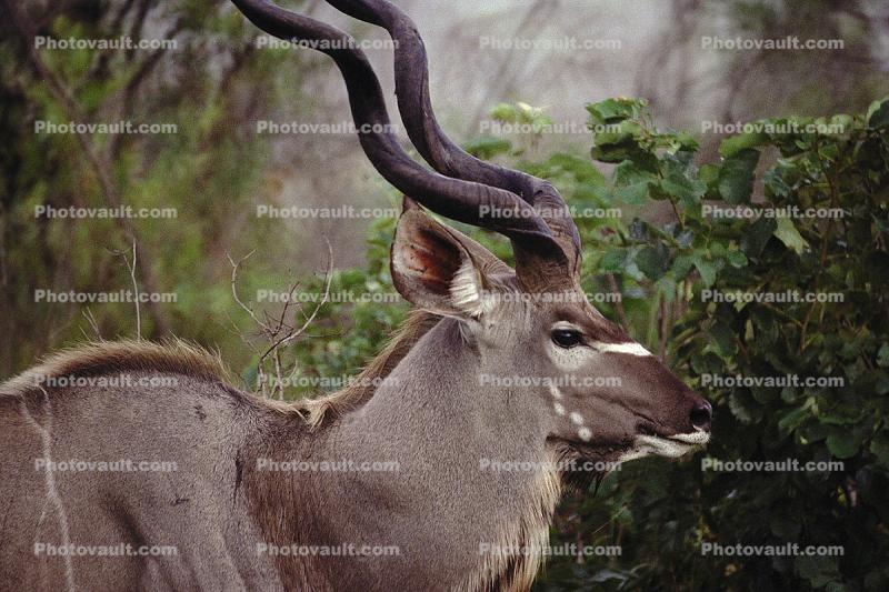 Kudu Bull, Tragelaphus strepsiceros
