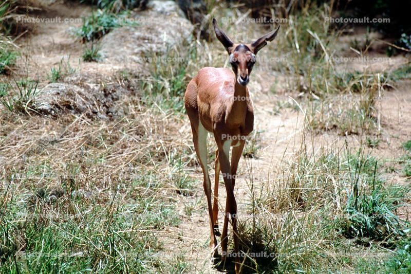 Gerenuk, (Litocranius Walleri), Bovidae, Antilopinae, Litocranius, Waller's gazelle, antelope, eastern Africa