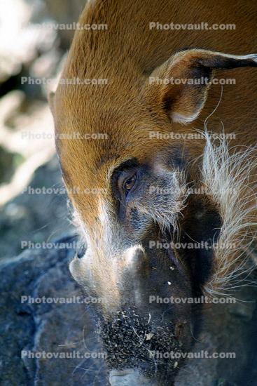 Red River Hog, (Potamochoerus porcus porcus), Suidae, pig, central western Africa
