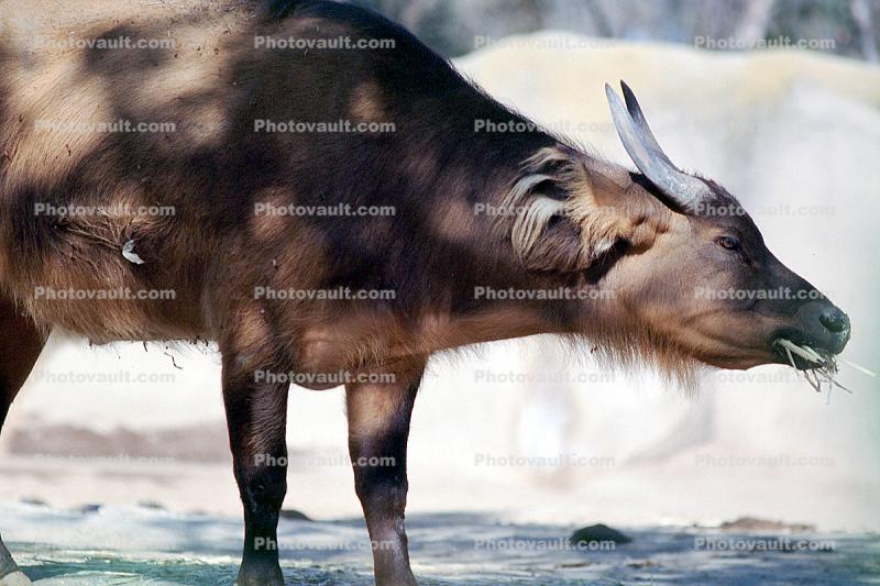 African Forest Buffalo, (Syncerus caffer nanus), Cetartiodactyla, Bovidae, Bovinae, central and western Africa