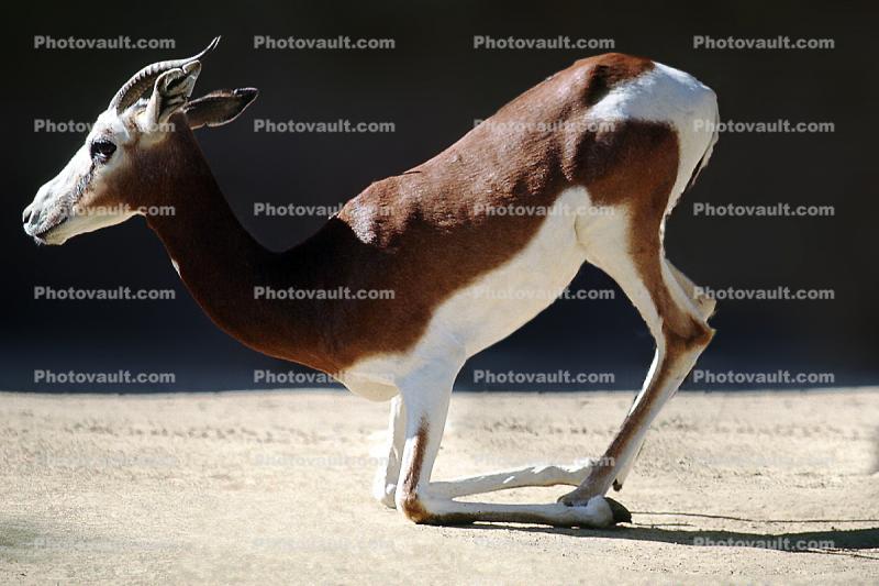 Mhorr's Gazelle, (Gazella dama mhorr), Bovidae, Antilopinae, antelope, endangered, Saharan desert of Africa