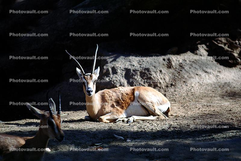 Saharan Dorcas Gazelle, (Gazella dorcas neglecta), Bovidae, Antilopinae, Saharan northern Africa, Endangered
