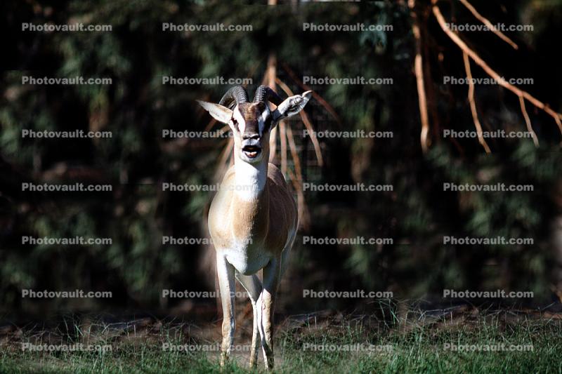 Nubian Soemmerring's Gazelle, (Nanger soemmerringii soemmerringii), Bovidae, Antilopinae, Ethiopia