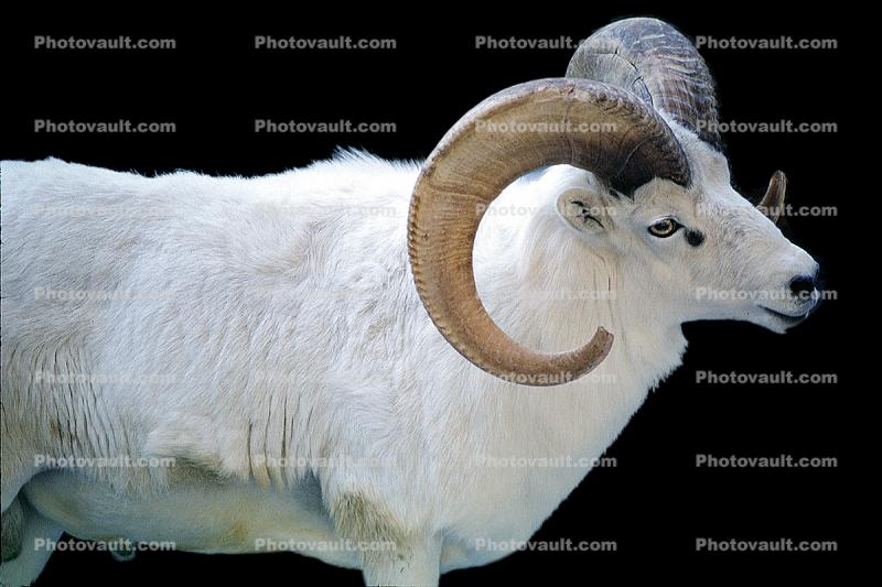 Dall's Sheep, (Ovis dalll dalll), Bovidae, Caprinae, Alaska, northwestern Canada, ram