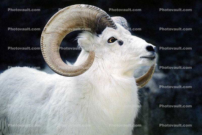 Dall's Sheep (Ovis dalll dalll), Bovidae, Caprinae, Alaska, northwestern Canada, ram
