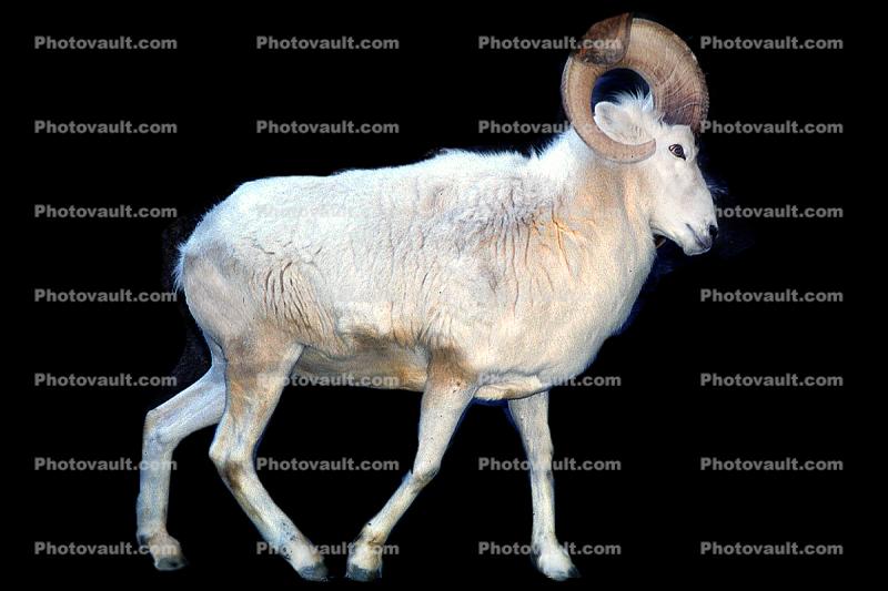 Dall's Sheep (Ovis dalll dalll), Bovidae, Caprinae, Alaska, northwestern Canada, ram