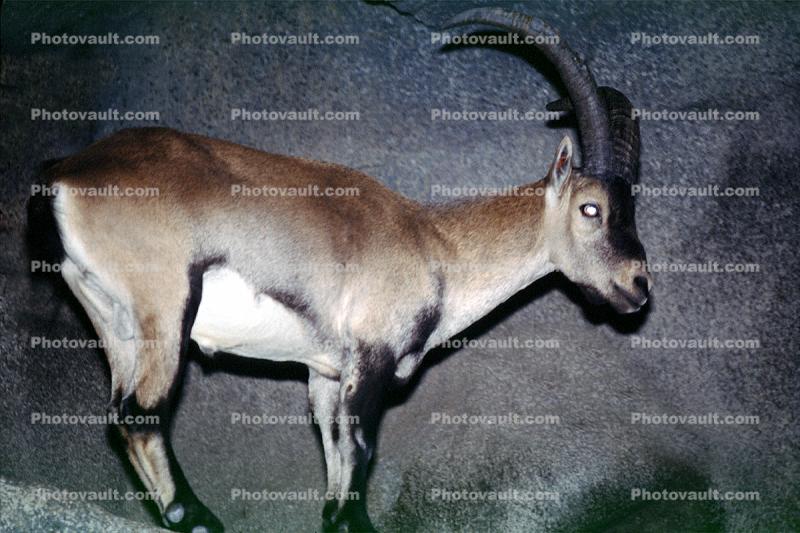 Spanish Ibex, (Capra pyrenaioa hispanloa), Bovidae, Iberian Peninsula