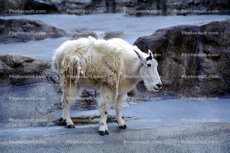 Rocky Mountain Goat, (Oreamnos americanus), Bovidae, Caprinae