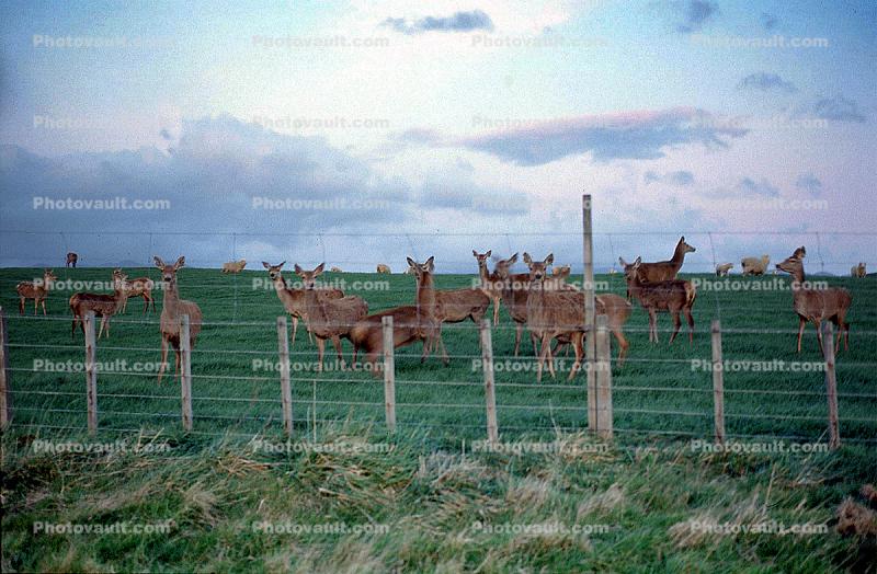 Deer, Fence