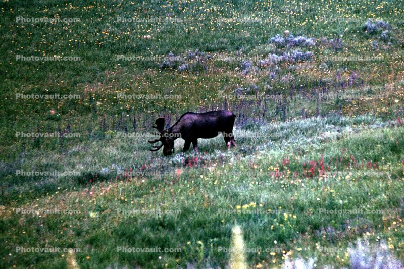 Bull Moose, fields, flowers