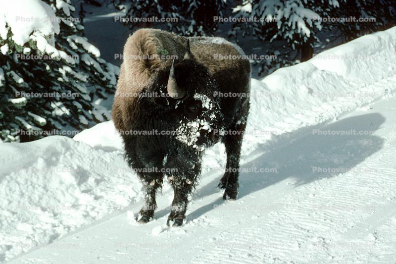 Buffalo in the Snow, Yellowstone, Winter