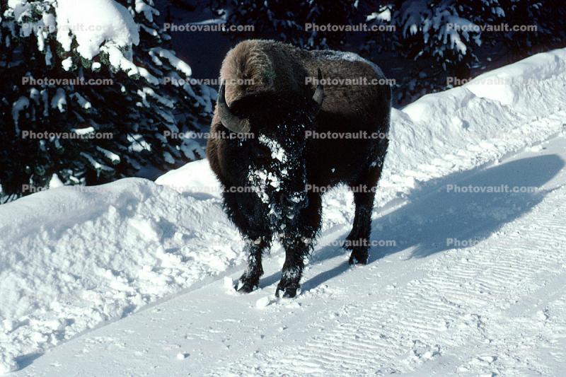 Buffalo in the Snow, Yellowstone