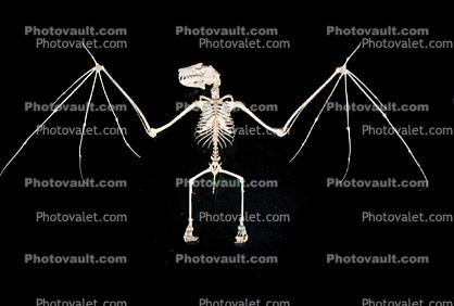 Bones, Skeleton, Skull, Egyptian fruit bat, (Rousettus aegyptiacus), megabat