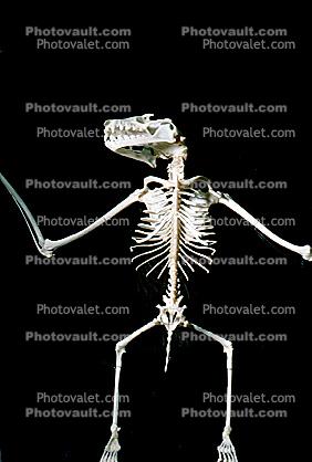Bones, Skeleton, Skull, Egyptian fruit bat, (Rousettus aegyptiacus), megabat