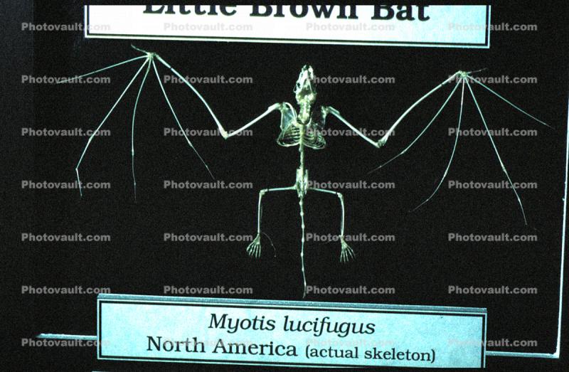 Bones of a Jamaican Fruit-eating Bat, (Artibeus jamaicensis), Skeleton, Skull