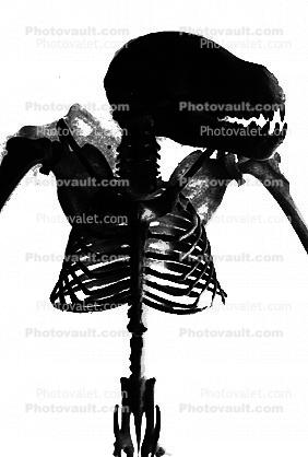 silhouette of a Jamaican Fruit-eating Bat, (Artibeus jamaicensis), Skeleton, Skull, logo, shape