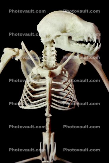 Skeletal Bones of a Jamaican Fruit-eating Bat, (Artibeus jamaicensis), Skeleton, Skull