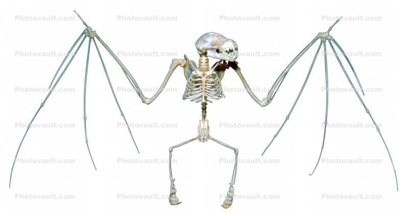 Photo object of a Jamaican Fruit-eating Bat, (Artibeus jamaicensis), Skeleton, Skull