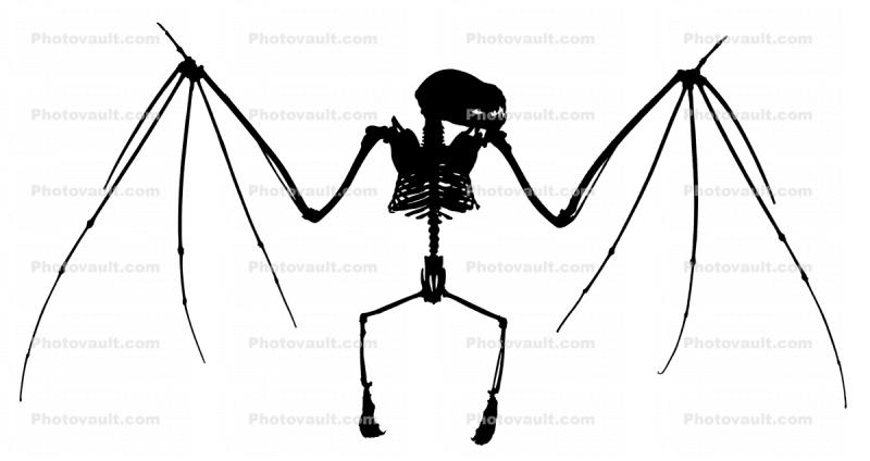 Silhouette of a Jamaican Fruit-eating Bat, (Artibeus jamaicensis), Skeleton, Skull