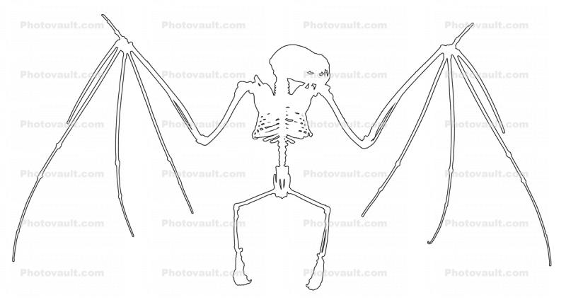 Outline of a Jamaican Fruit-eating Bat, (Artibeus jamaicensis), Skeleton, Skull