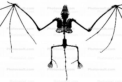 Skeleton silhouette of a Little Brown Bat, (Myotis lucifugus), Skull, logo, Bones,  shape