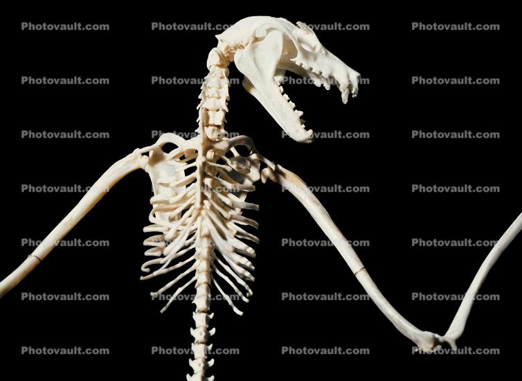 Lyle's flying fox, (Pteropus lylei)Bones, Skeleton, Skull