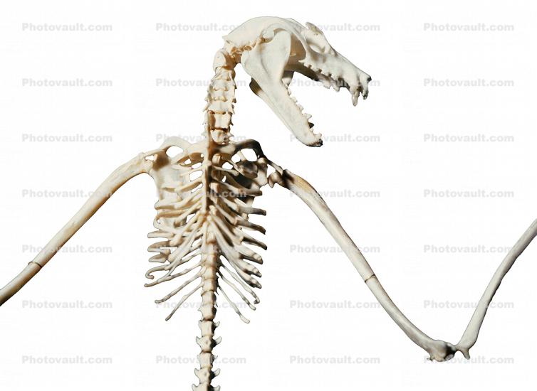 Lyle's flying fox photo-object, (Pteropus lylei), Bones, Skeleton, Skull, photo-object, object, cut-out, cutout