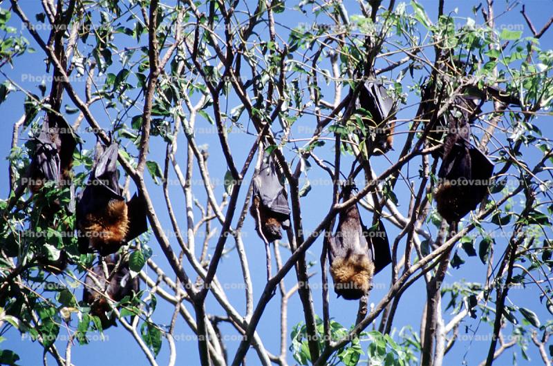 Bats Hanging from a Tree