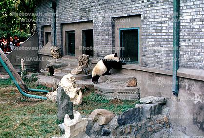 Panda Bear, Beijing Zoo