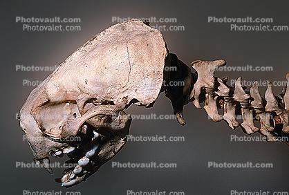 Skull, bones, California Sea Otter