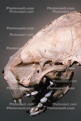 Skull, bones, California Sea Otter
