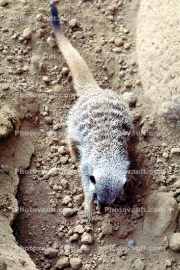 Meerkat, (Suricata suricatta)