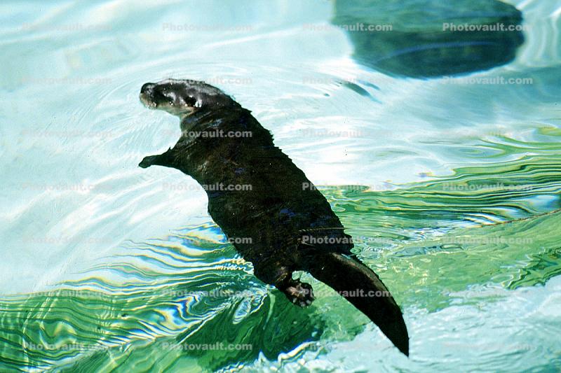 North American River Otter, (Lontra canadensis), Mustelidae, Lutrinae