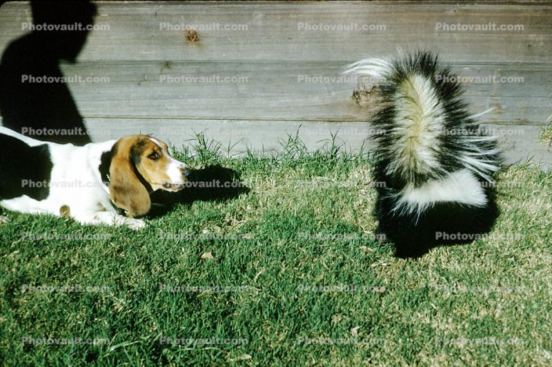 Skunk, Beagle