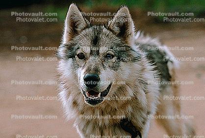 Wolf and Husky, Wolves, Alaska