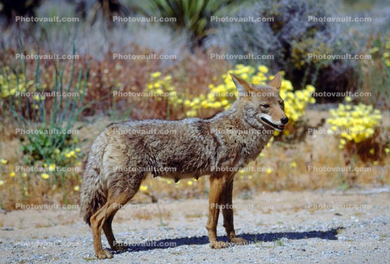 Coyote, Joshua Tree National Monument
