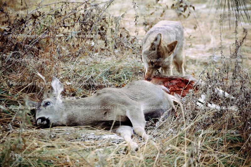 Coyote eating a deer