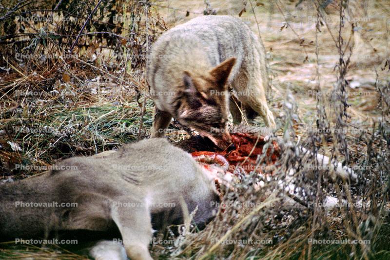 Coyote, Coyote eating a deer