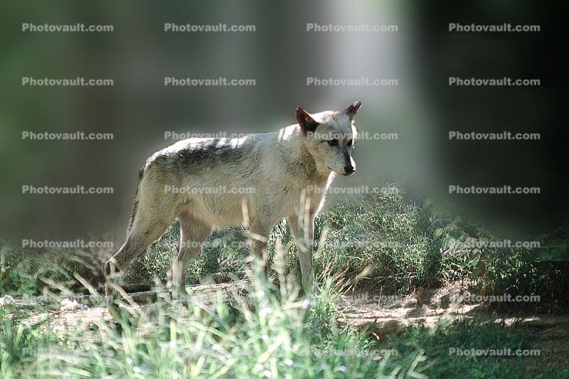 Gray Wolf, (Canis lupus)