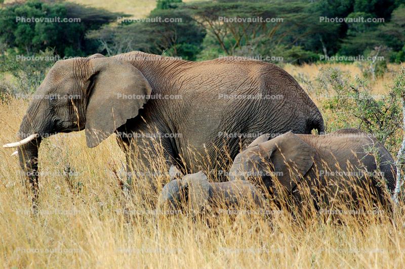 African Elephants, baby, tusk, ivory