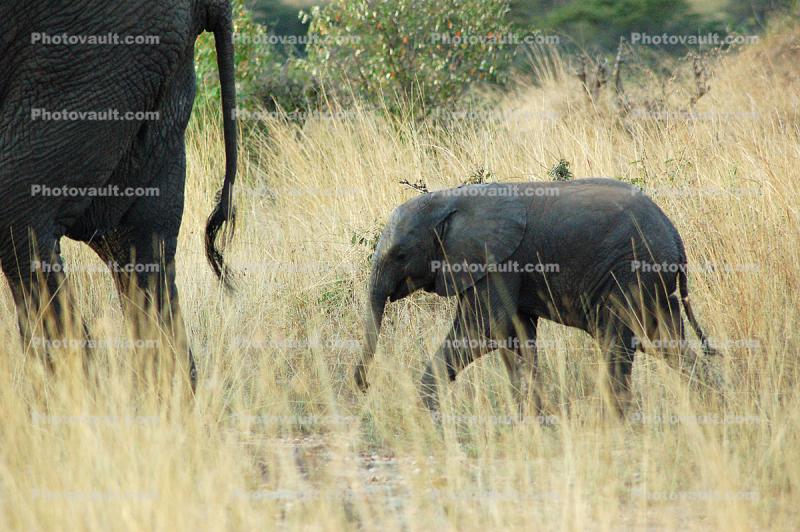 African Elephants baby