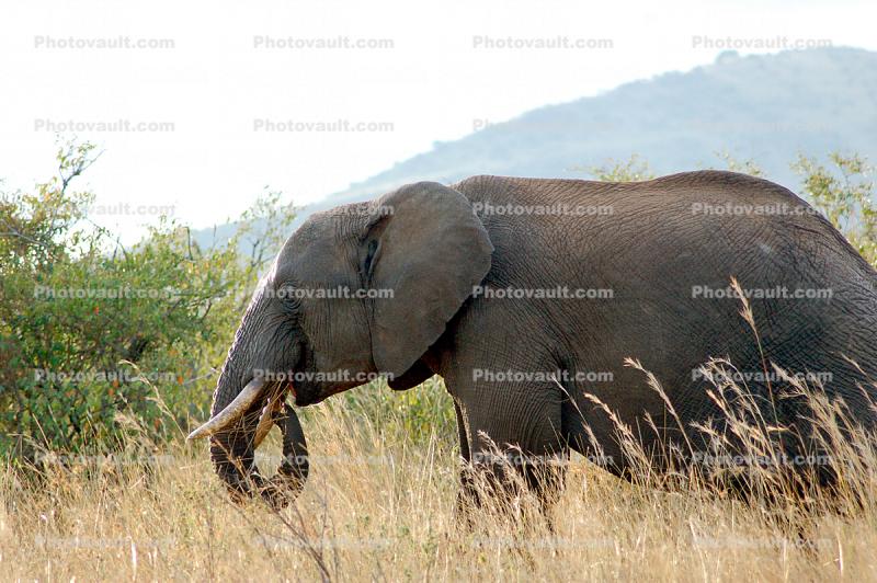 African Elephants tusk, ivory