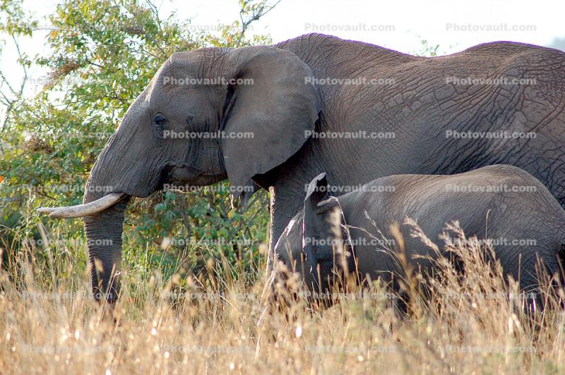 African Elephants, tusk, ivory, baby