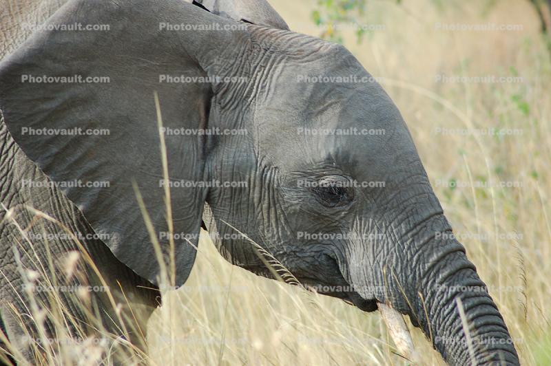 Tusks, African Elephants, baby, ivory