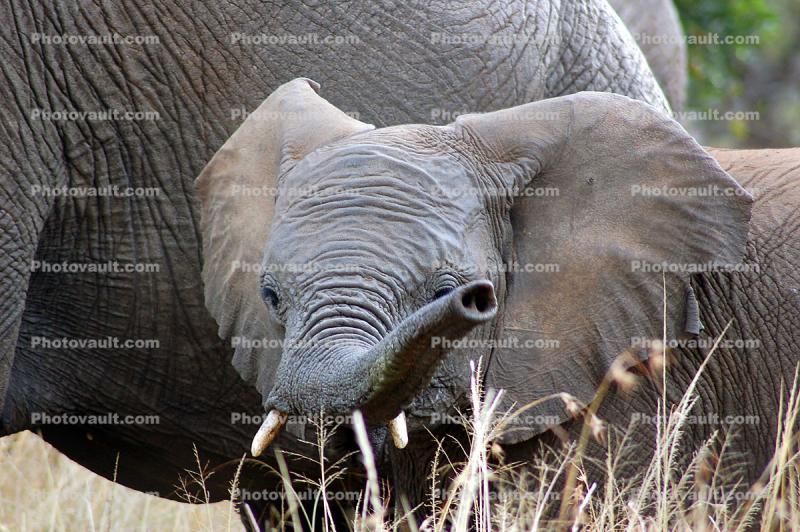 Tusks, African Elephants, ivory, baby elephant