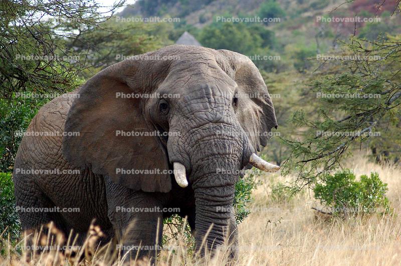 African Elephants, tusk, ivory