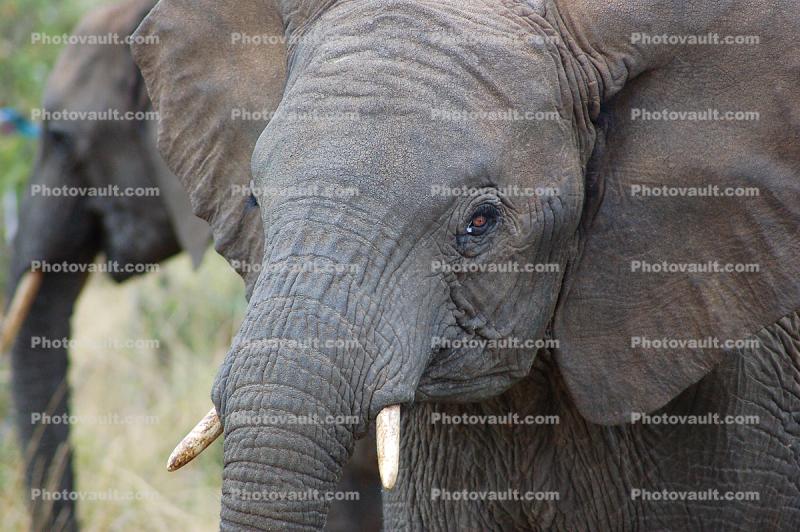 African Elephants, tusk, ivory